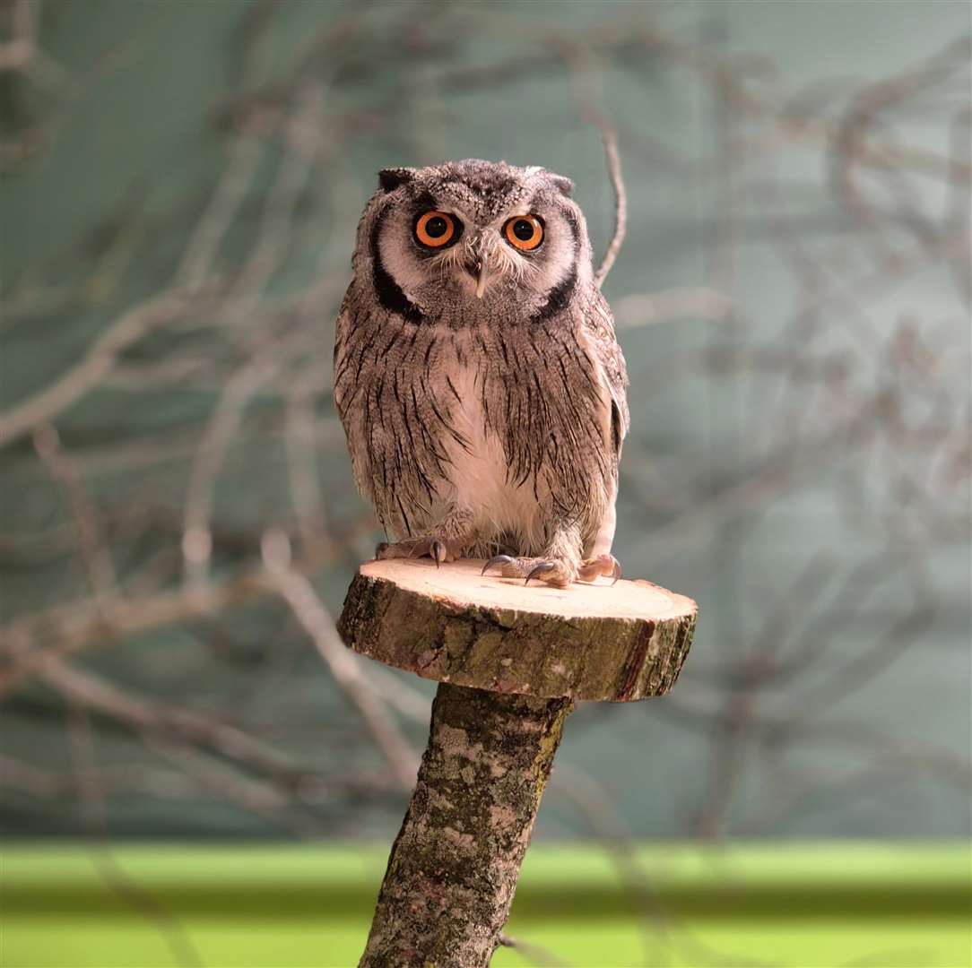 Gus the Northern White-Faced Owl