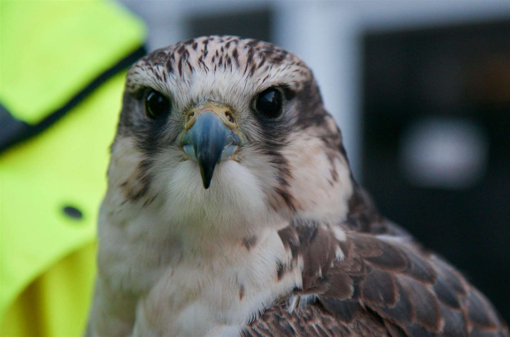 A falcon will be used to reduce the mass population of pigeons in the town. Picture by Chris Morris.