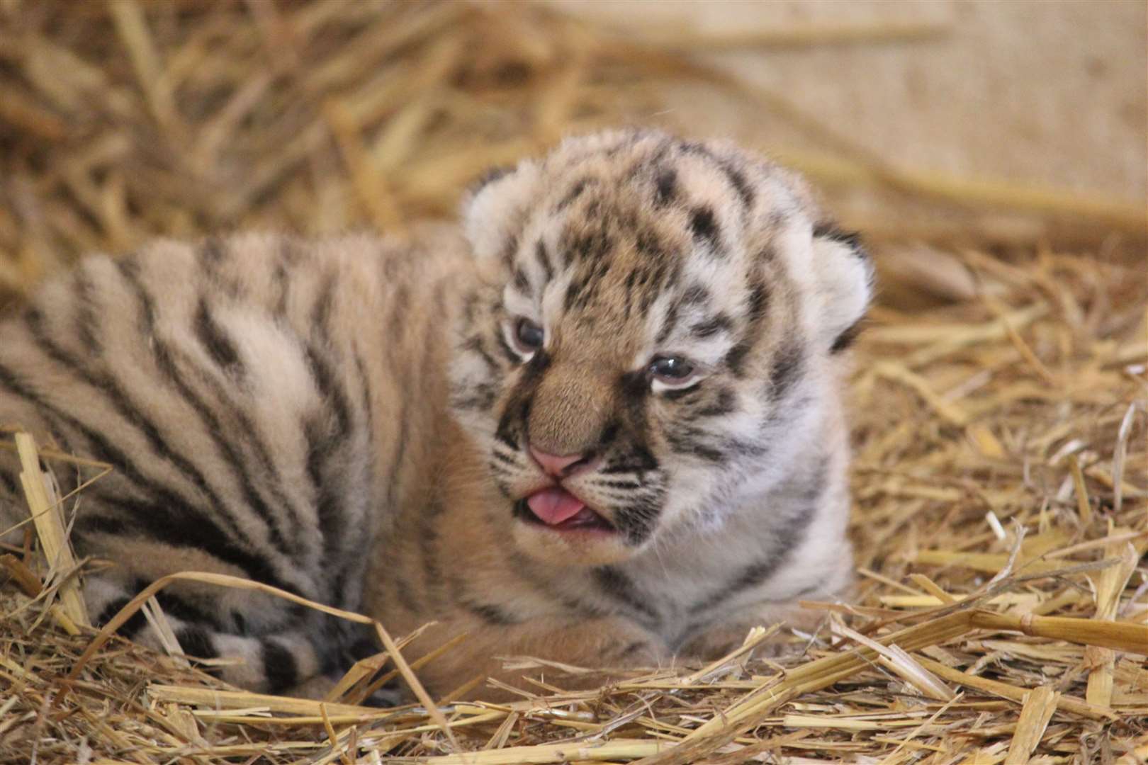 One of the two tiger cubs. Picture: Banham Zoo (52755623)