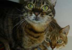 Cats of the Week - Mimi and Raj ANL-140512-121146001