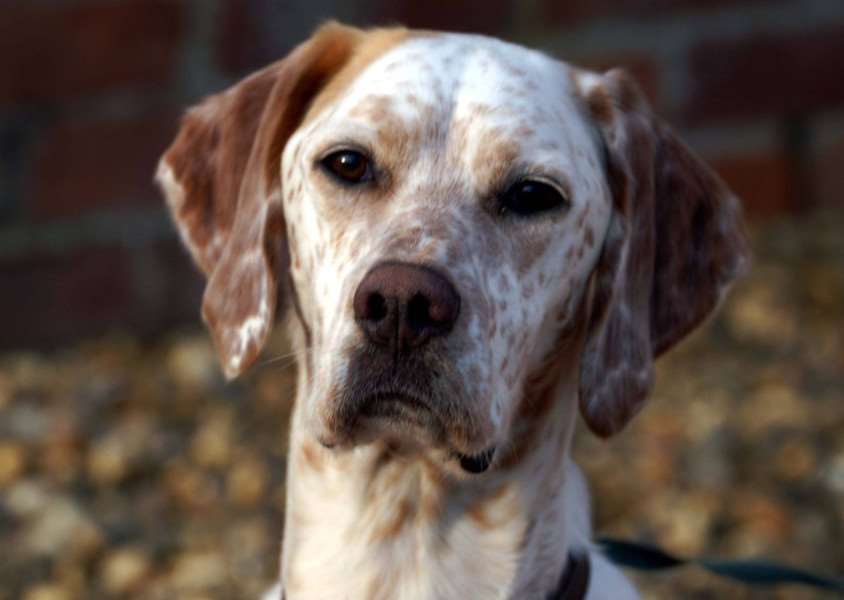 A Burston couple are calling for any help to find their missing English Pointer-Setter, Mila. Picture submitted.