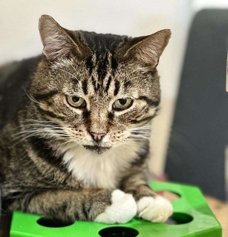 The survey showed that 70 per cent of those that were asked like to curl up with their cats