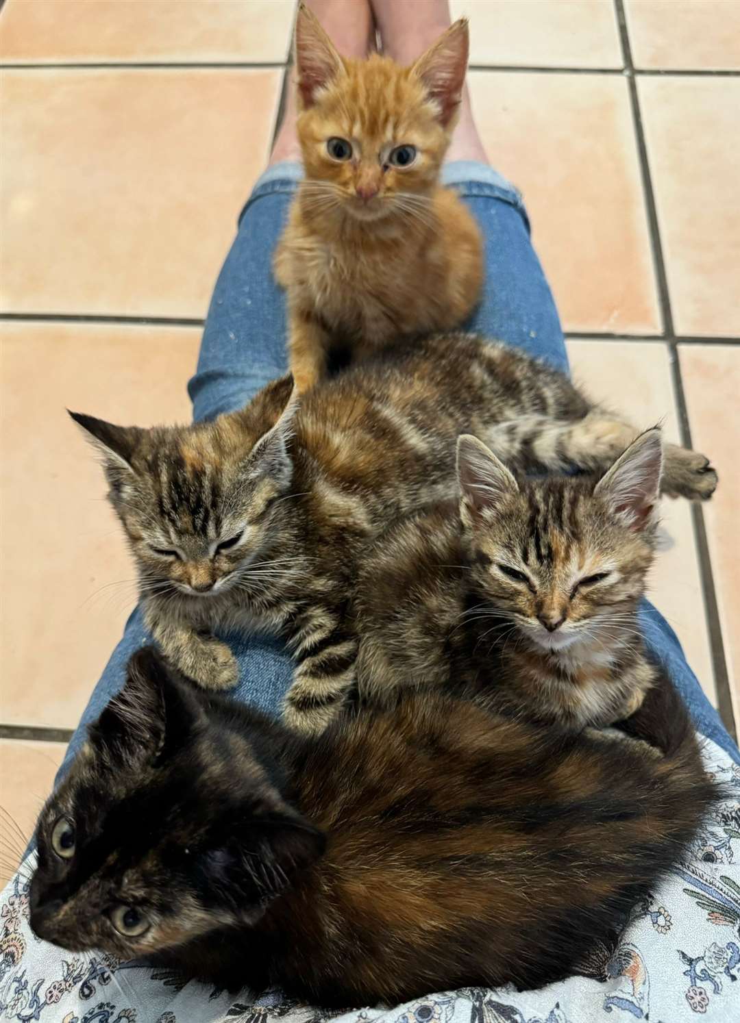 The kittens that were abandoned in the field in Attleborough. Picture submitted