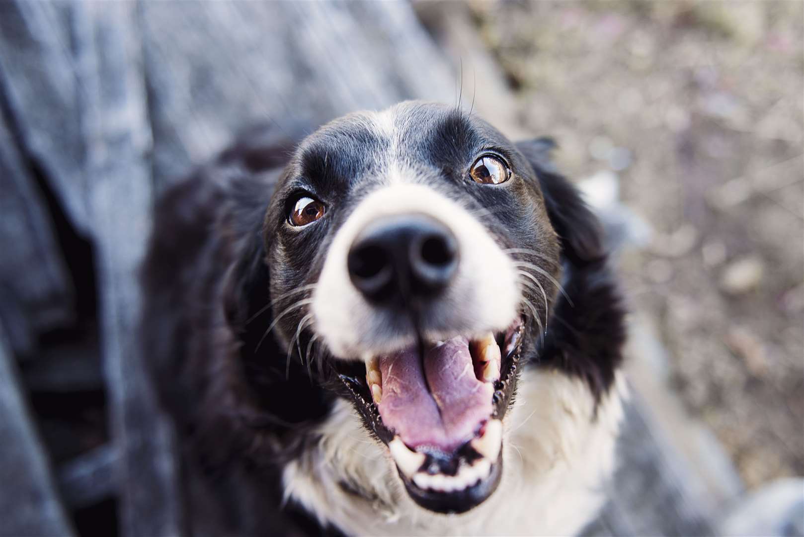 Four dogs have eaten a number of chocolate marshmallows containing pharmaceutical type capsules.
