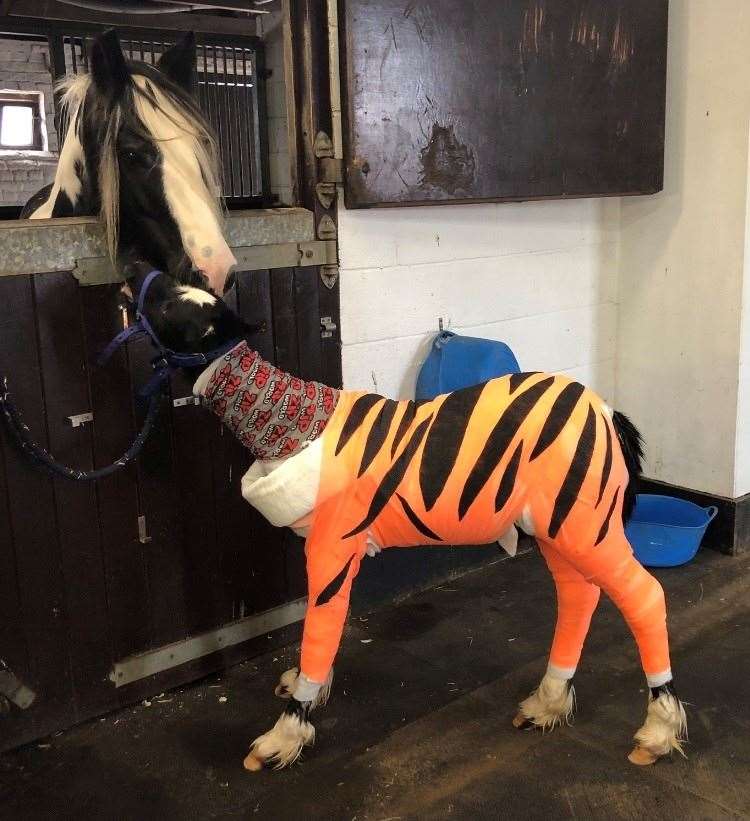 Taking a walk on the wild side with his tiger wrap.