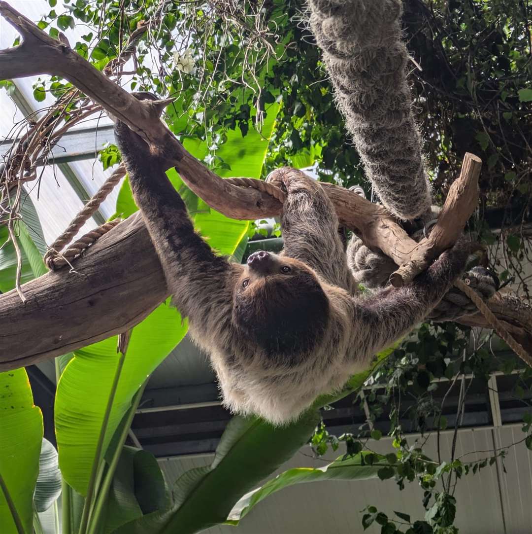 Rowan is now enjoying life in the zoo' tropical house. Pictures Banham Zoo