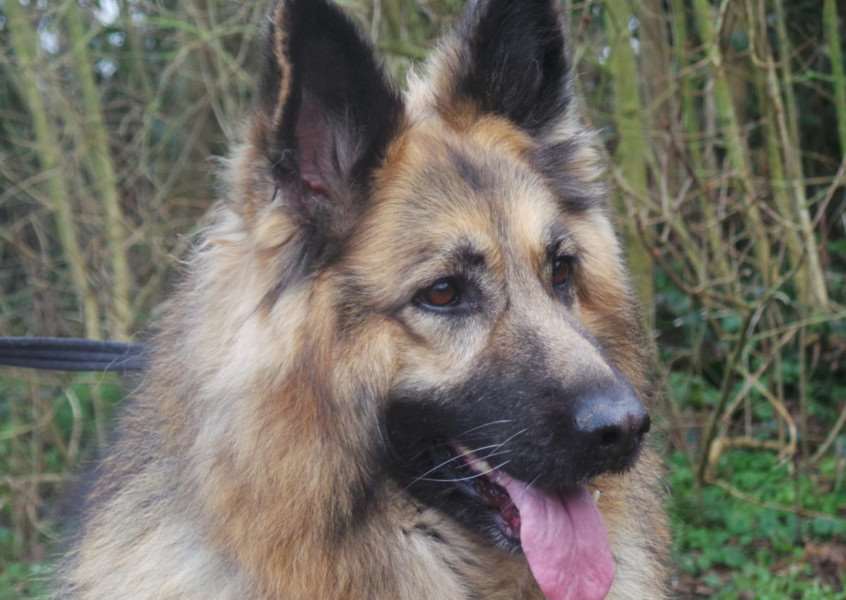 Six-year-old German Shepherd, Sasha, is the subject of a brand new emoji after the Dogs Trust launched the first ever dog emoji keyboard to represent 23 of the most popular breeds in the UK. ANL-150924-173054001