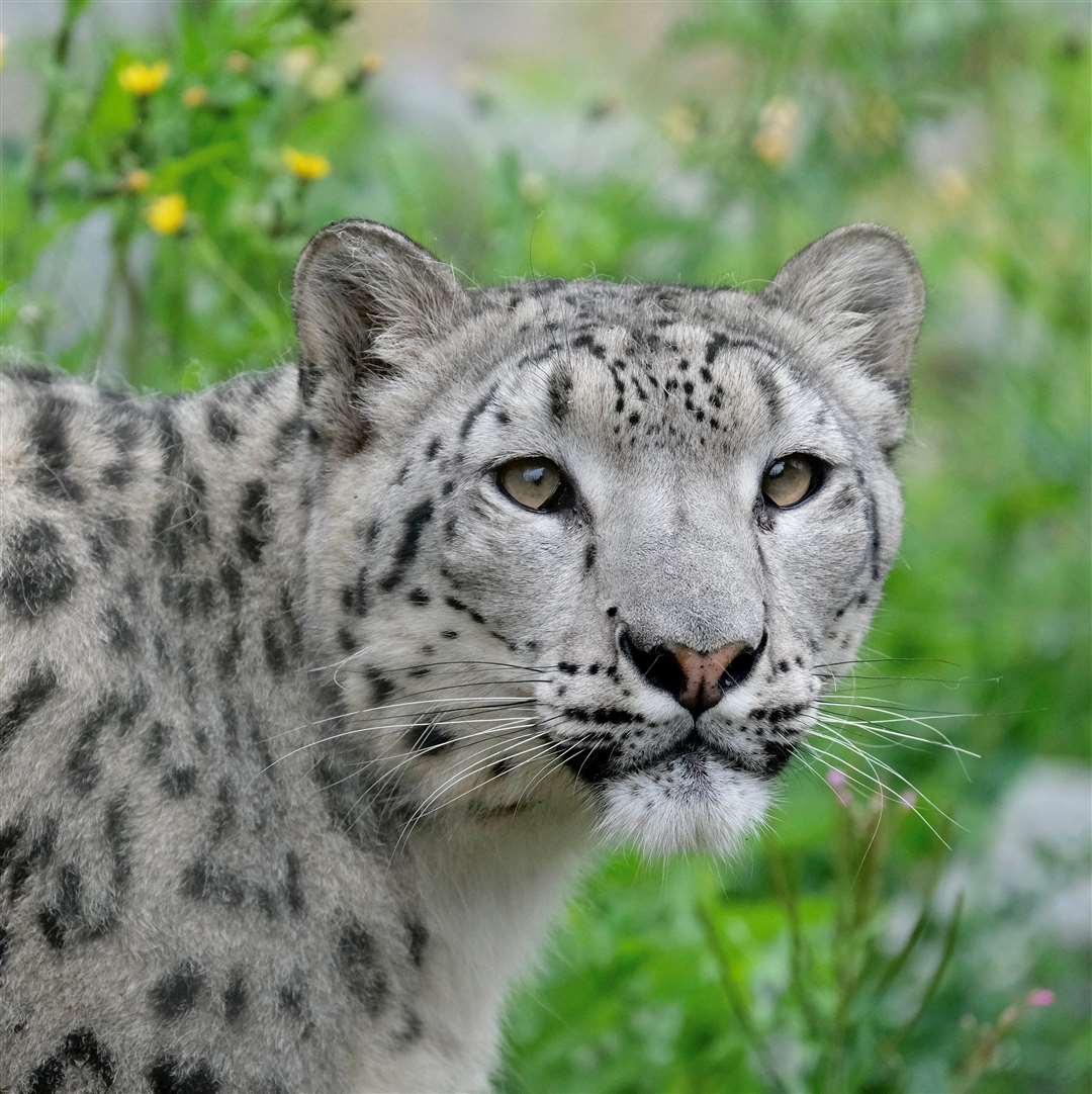 Keepers at Banham Zoo hope Aurora will bond with their resident male, Shen. Picture: Banham Zoo