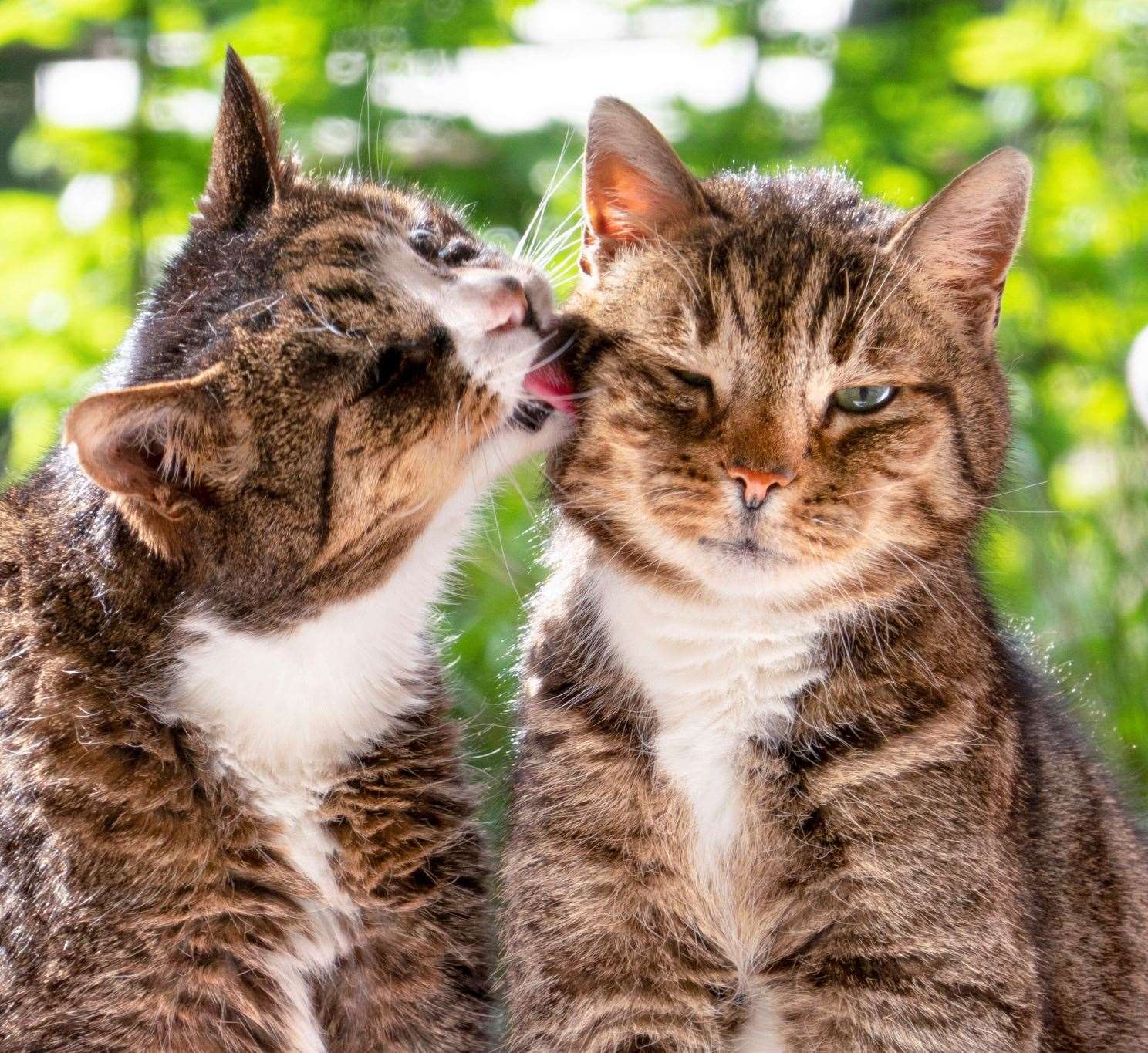 More than 40 feral cats need rehoming after their land in Framlingham was sold. Photo: istock