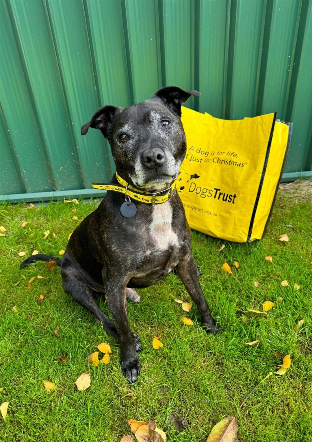 Louie the Staffie. Picture: Dogs Trust Snetterton