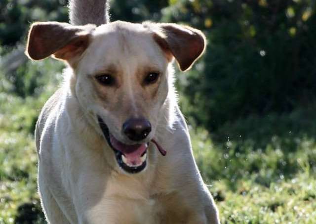 Have you seen Murffy? He went missing from his home in Tivetshall St Margaret on August 6. Picture: Pam Carpenter.