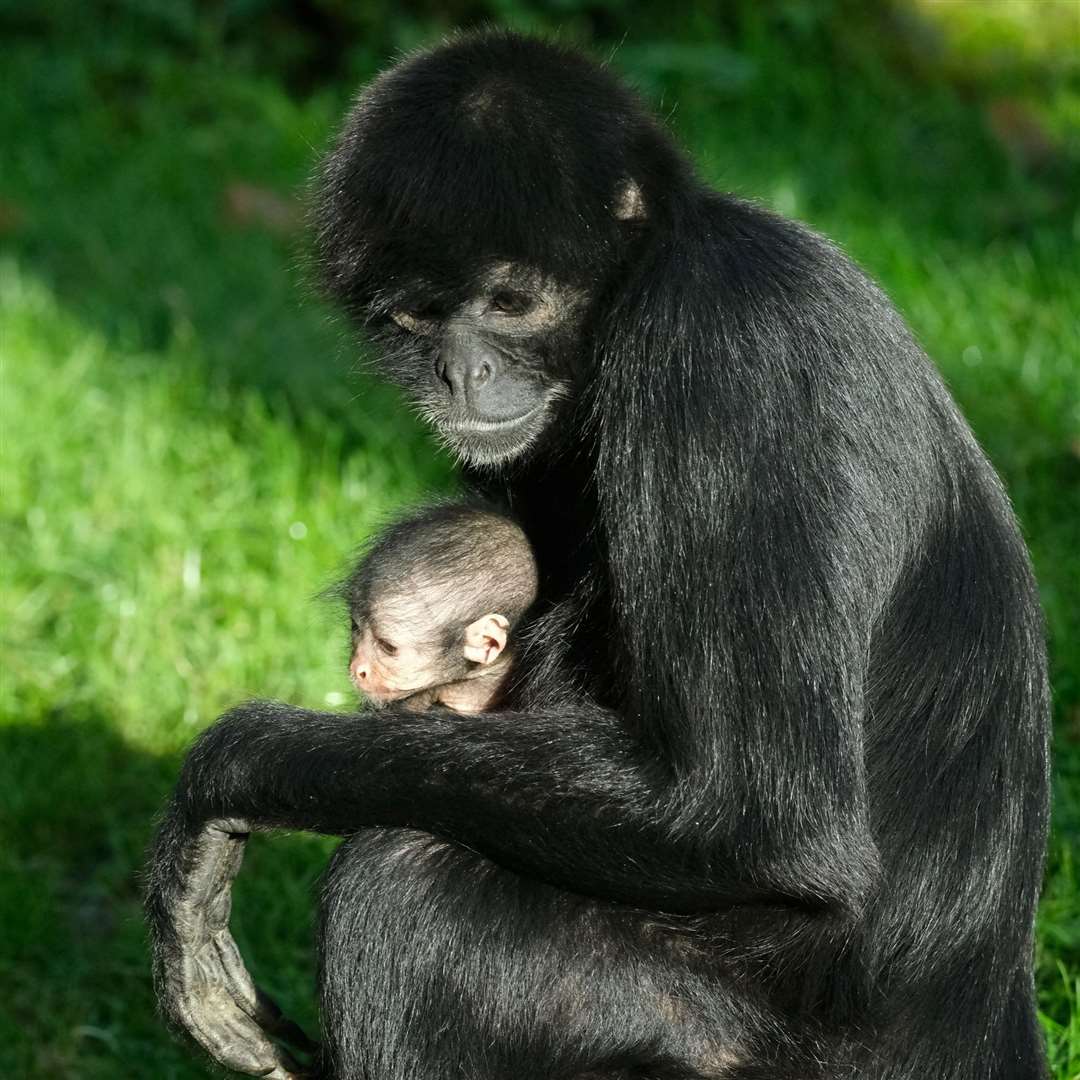 The new baby black-headed spider monkey with his mum, Hattie. Picture: Banham Zoo