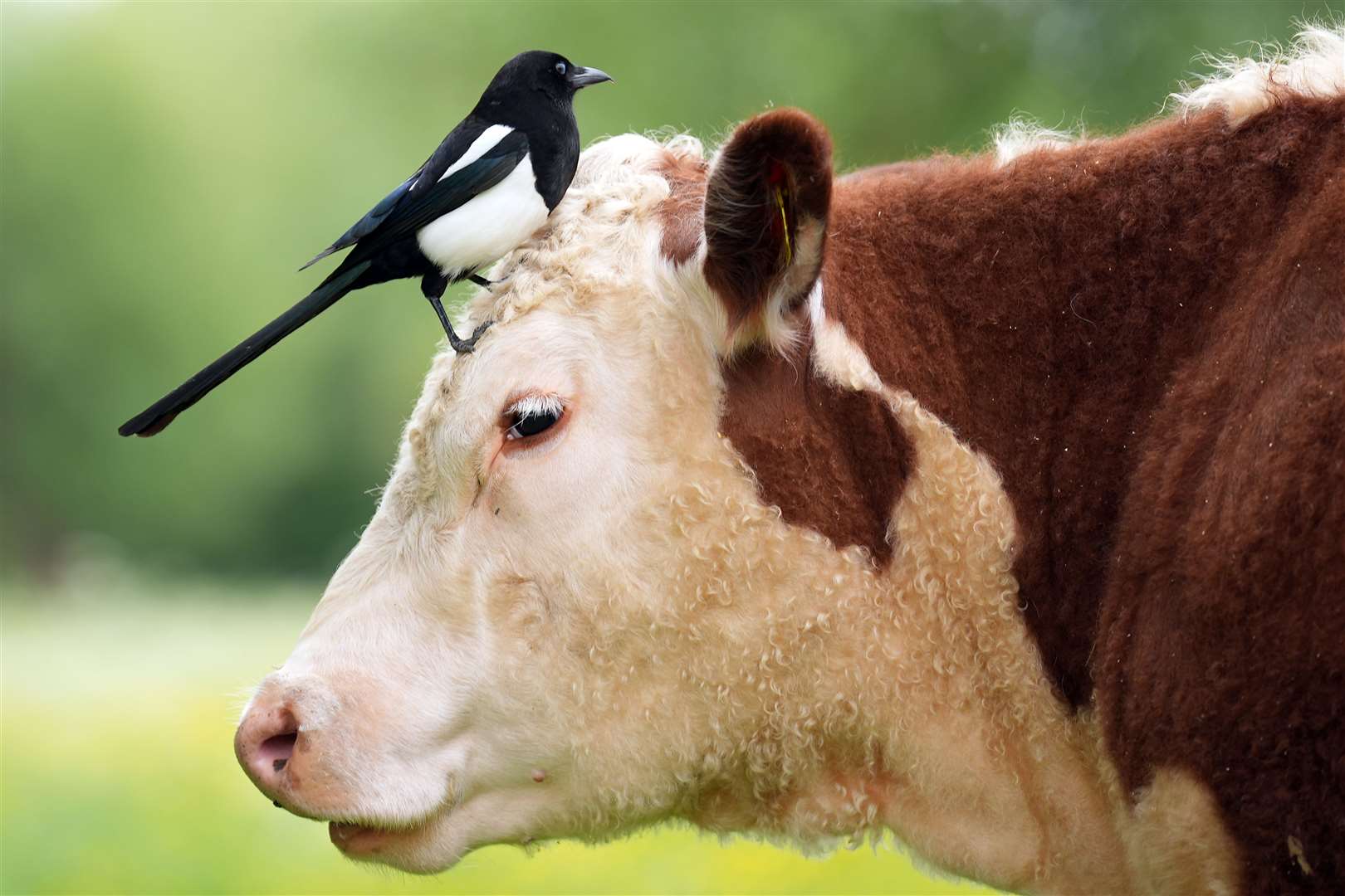 The cattle are trained to turn around when they hear an audio warning (Joe Giddens/PA)