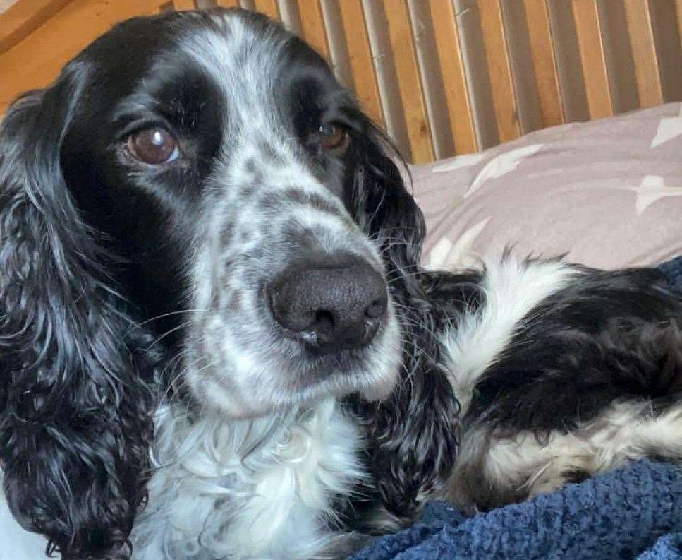 Digby has been missing from his Banham home since April 15. Picture submitted