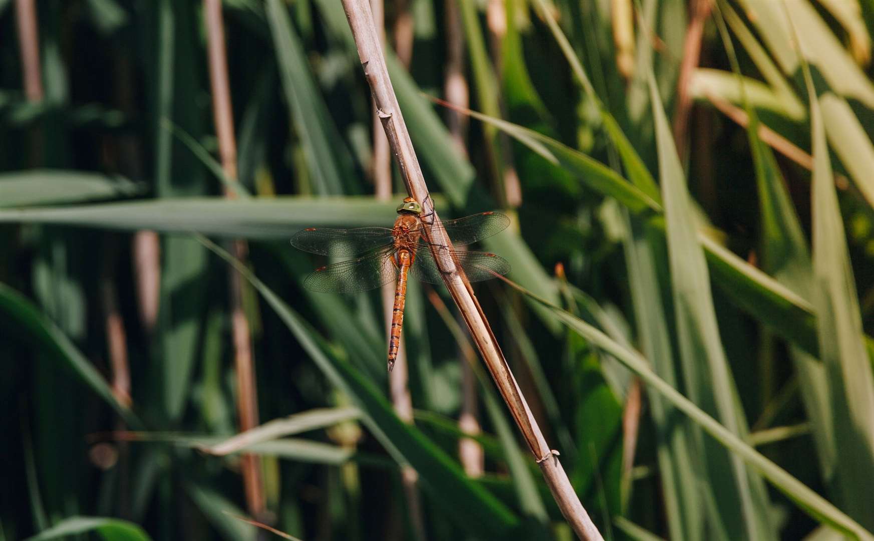 Norfolk Hawker Dragonfly. Picture: Tom Barrett