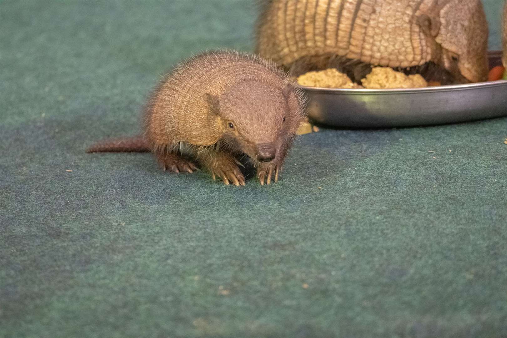 armadillo baby