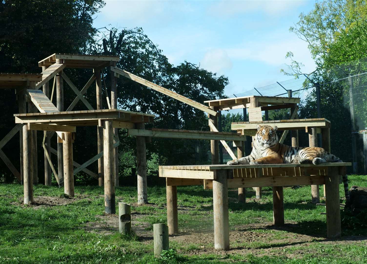 Tigers at Banham Zoo. Picture: Banham Zoo