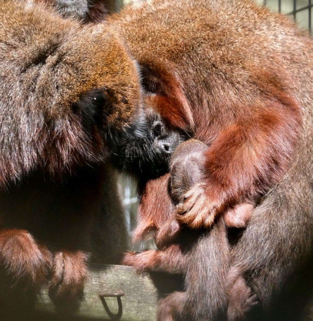 Many visitors have already had the chance to say hello to the zoo's new arrival
