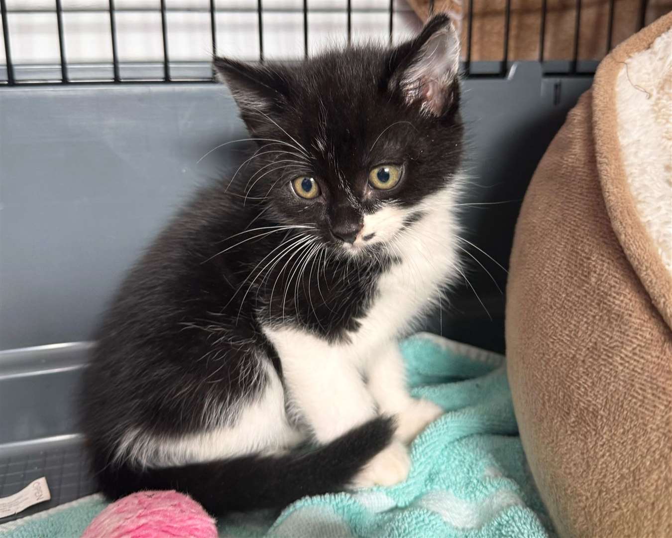 ‘Squirrel’ was able to find his way to safety after his mother was killed on a road (Cats Protection/PA)