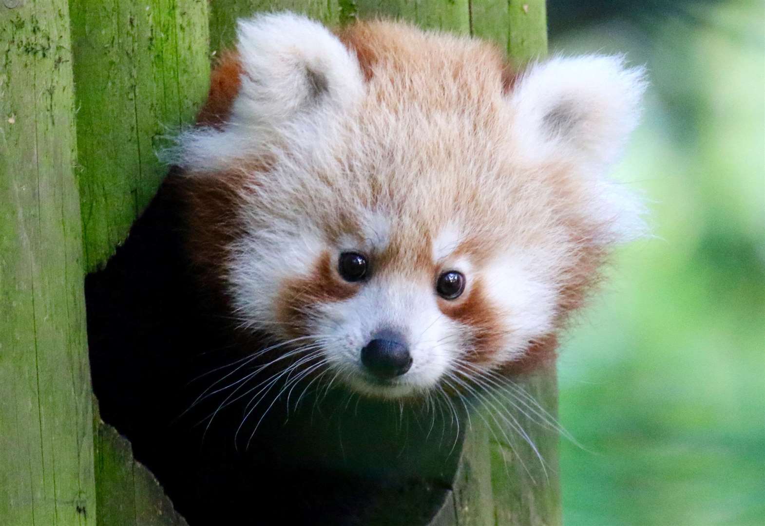 Red Panda Baby Born At Banham Zoo Red Panda Baby Born At Banham Zoo