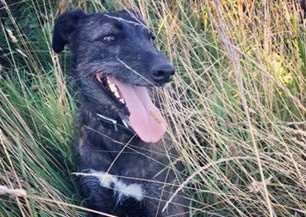 Have you seen Wesley? He went missing from his home in Tivetshall St Margaret on August 6. Picture: Pam Carpenter.