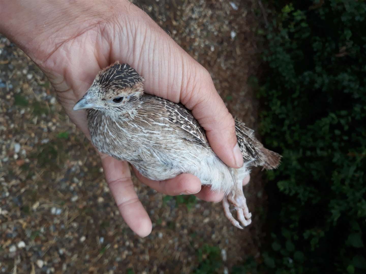 Grey partridge. Picture contributed.