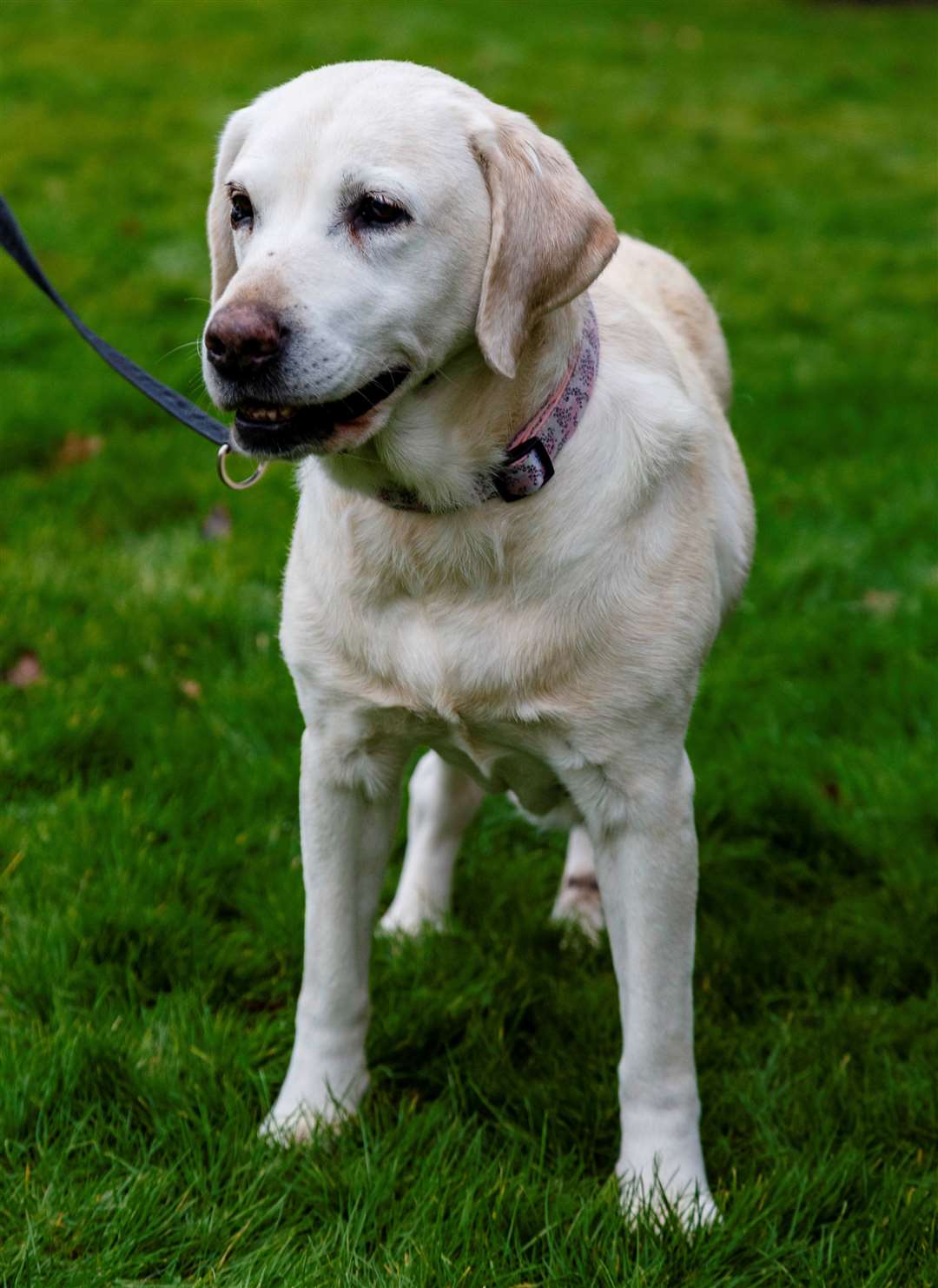 Rita and Philip Potter have been reunited with their beloved labrador, Daisy, eight years after she was stolen from their garden. Picture: Mark Bullimore