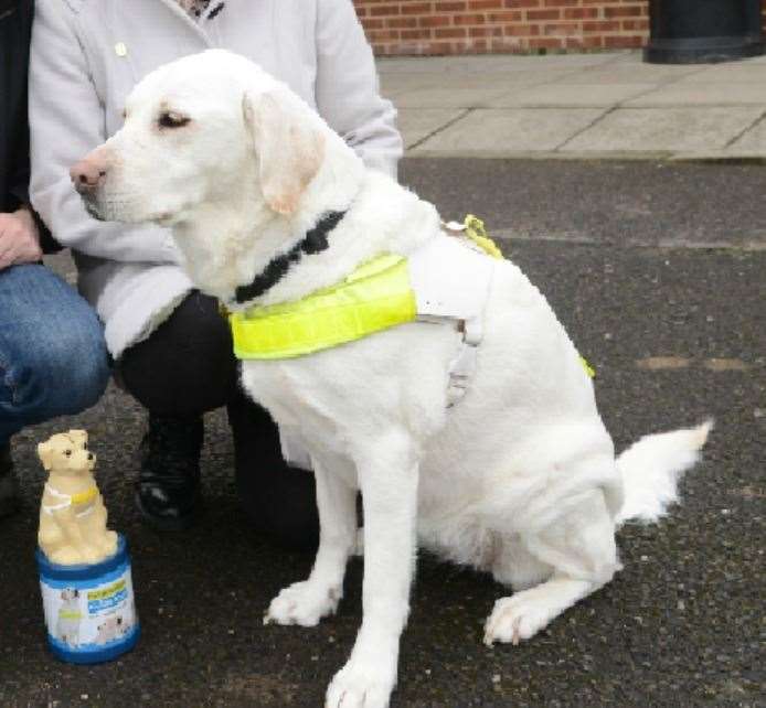 Guide Dogs are carefully trained as puppies