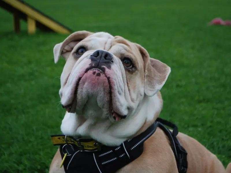 Half of the owners surveyed slept with their dogs