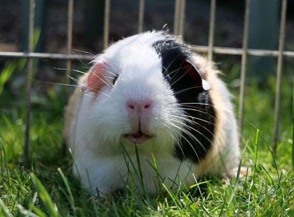 Small pets, such as rabbits, guinea pigs and birds, are particularly susceptible to heat.