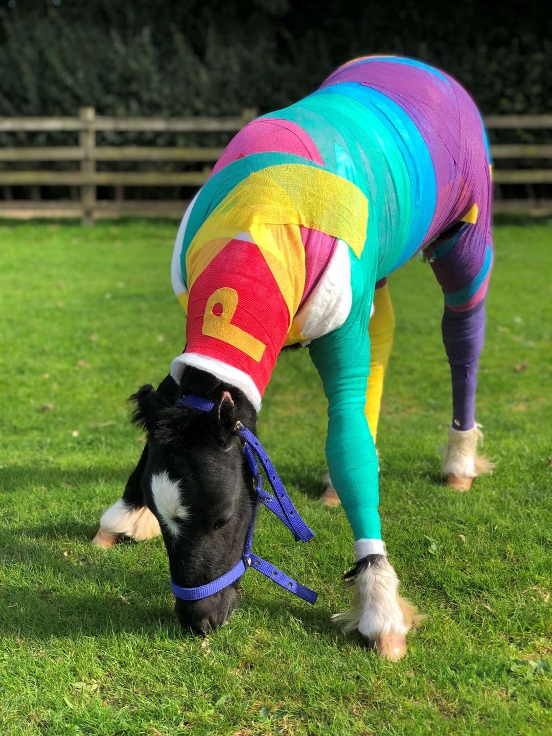 Phoenix in his rainbow wrap.