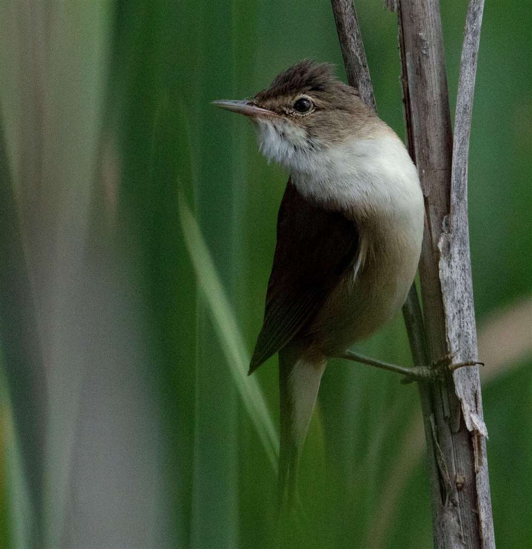 A reed warbler at the lake