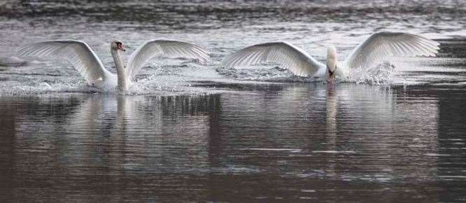 Swans upon the lake