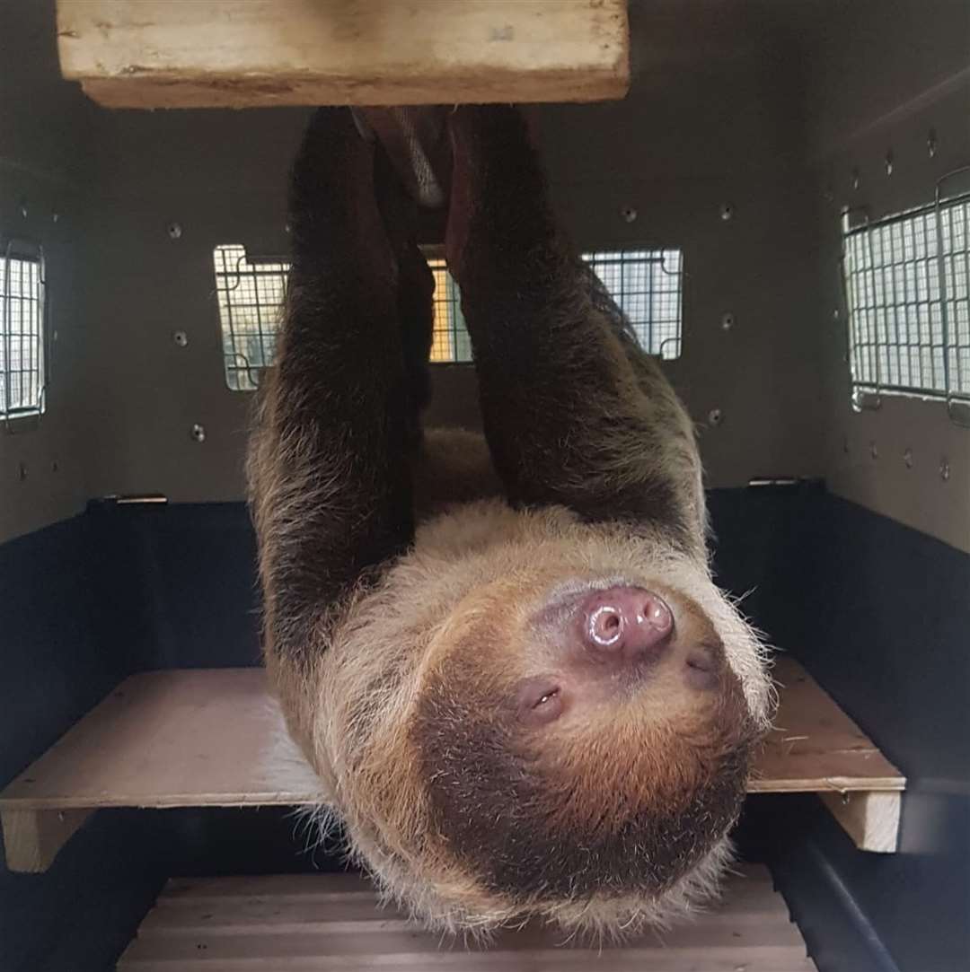 Rowan the Linne’s Two-Toed Sloth. Pictures Banham Zoo
