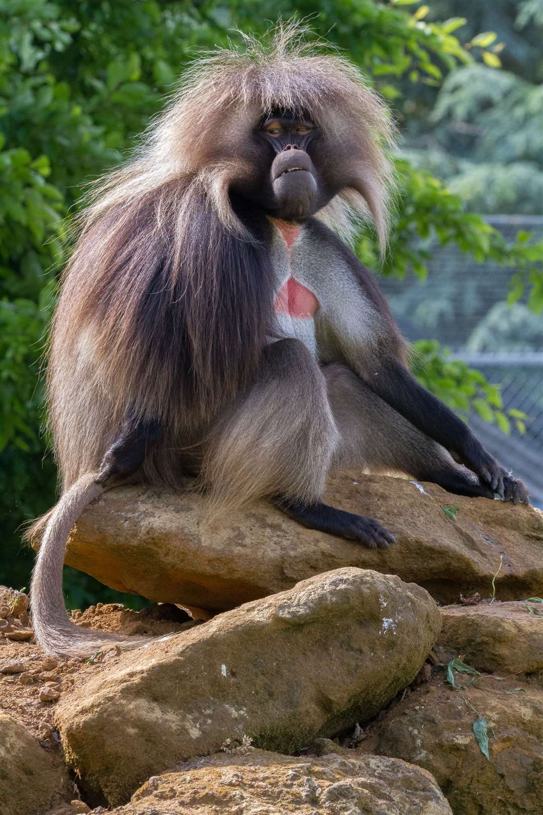Gelada Baboon. Picture: Liam Austin, ZSEA volunteer photographer