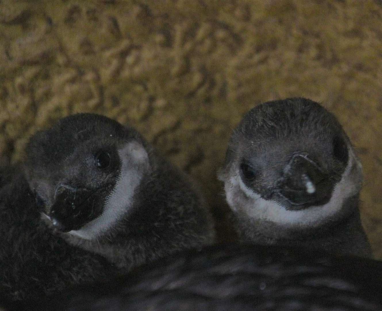 The two new hatchlings at Banham Zoo. Picture submitted