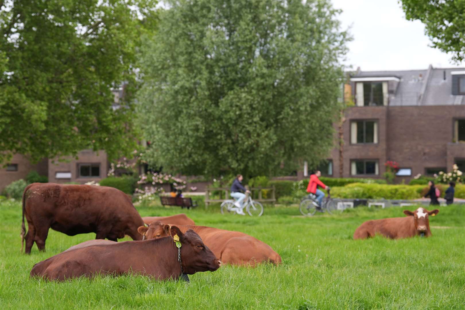 Last year, a farmer voiced fears that the centuries-old tradition of cows on the Cambridge’s commons could be under threat if a council budget for out-of-hours rescue was cut (Joe Giddens/PA)