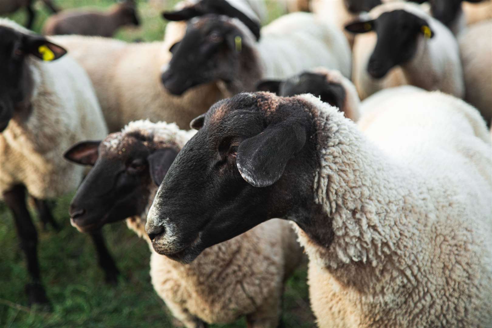 Sheep found their way on to the A1066 this afternoon.
