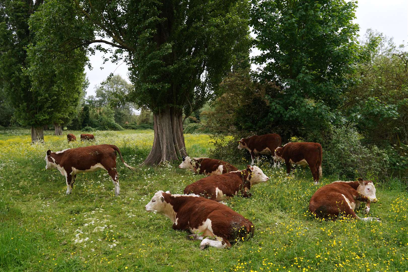 Martin Smart, of Cambridge City Council, said the cattle are a ‘special and unique feature … much loved by residents and visitors alike’ (Joe Giddens/PA)
