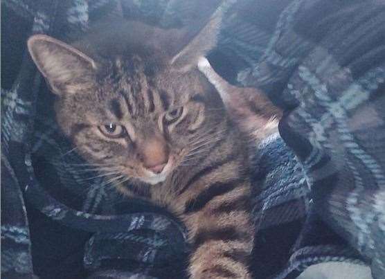 Tigger, who was killed by a motorist this week. Picture: Jason Bottomley (48351434)