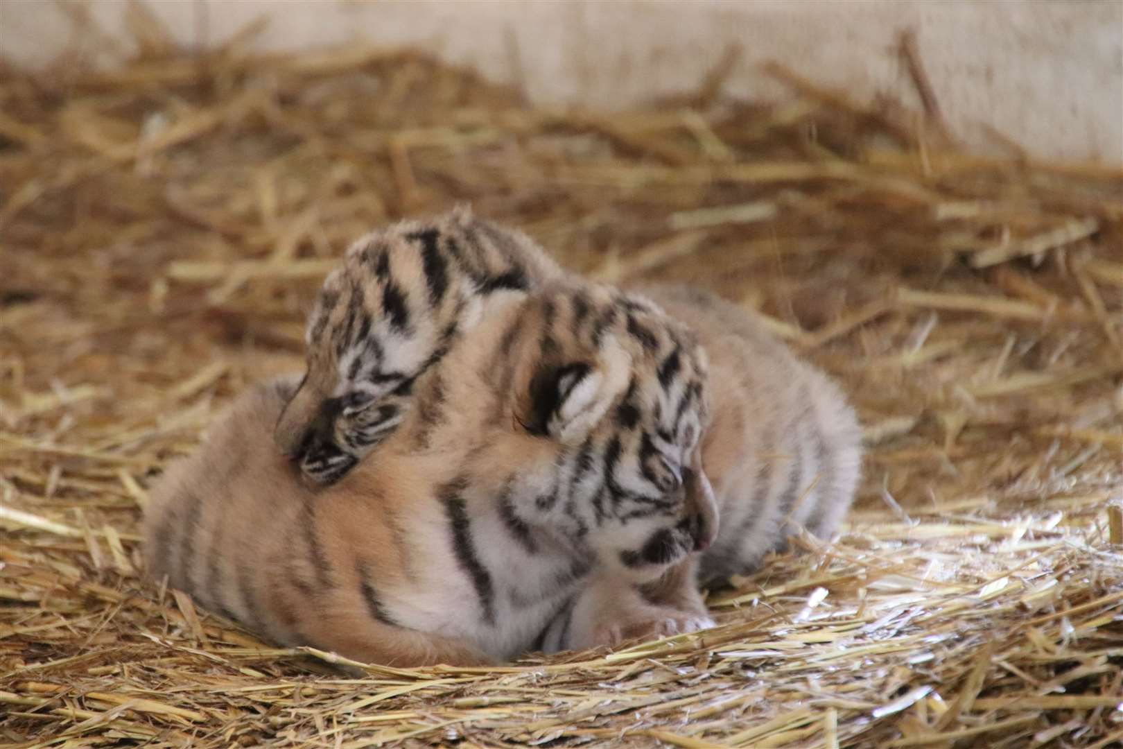 The tiger cubs have yet to be named. Picture: Banham Zoo (52755627)