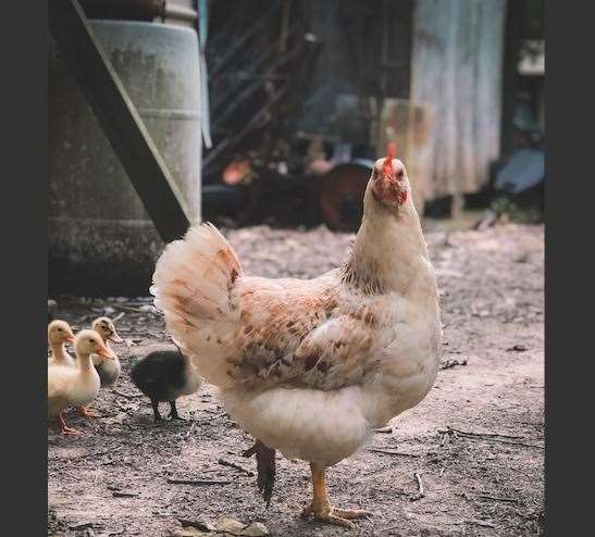Seven workers at Banham Poultry in Station Road, Attleborough, have undergone a 14 day isolation, whilst a further five are awaiting test results.