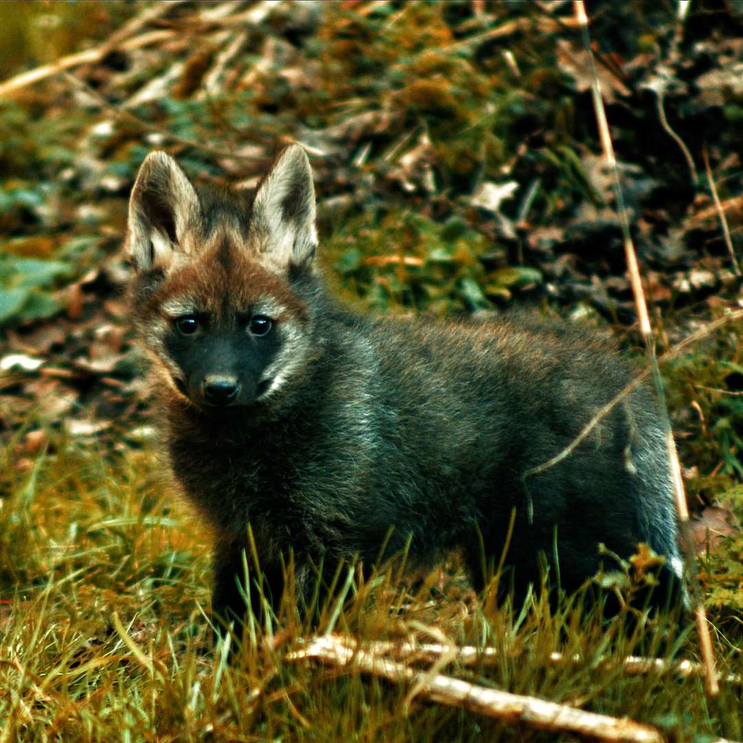 The maned wolf pups are the first litter born at Banham Zoo in 20 years. Picture: Banham Zoo