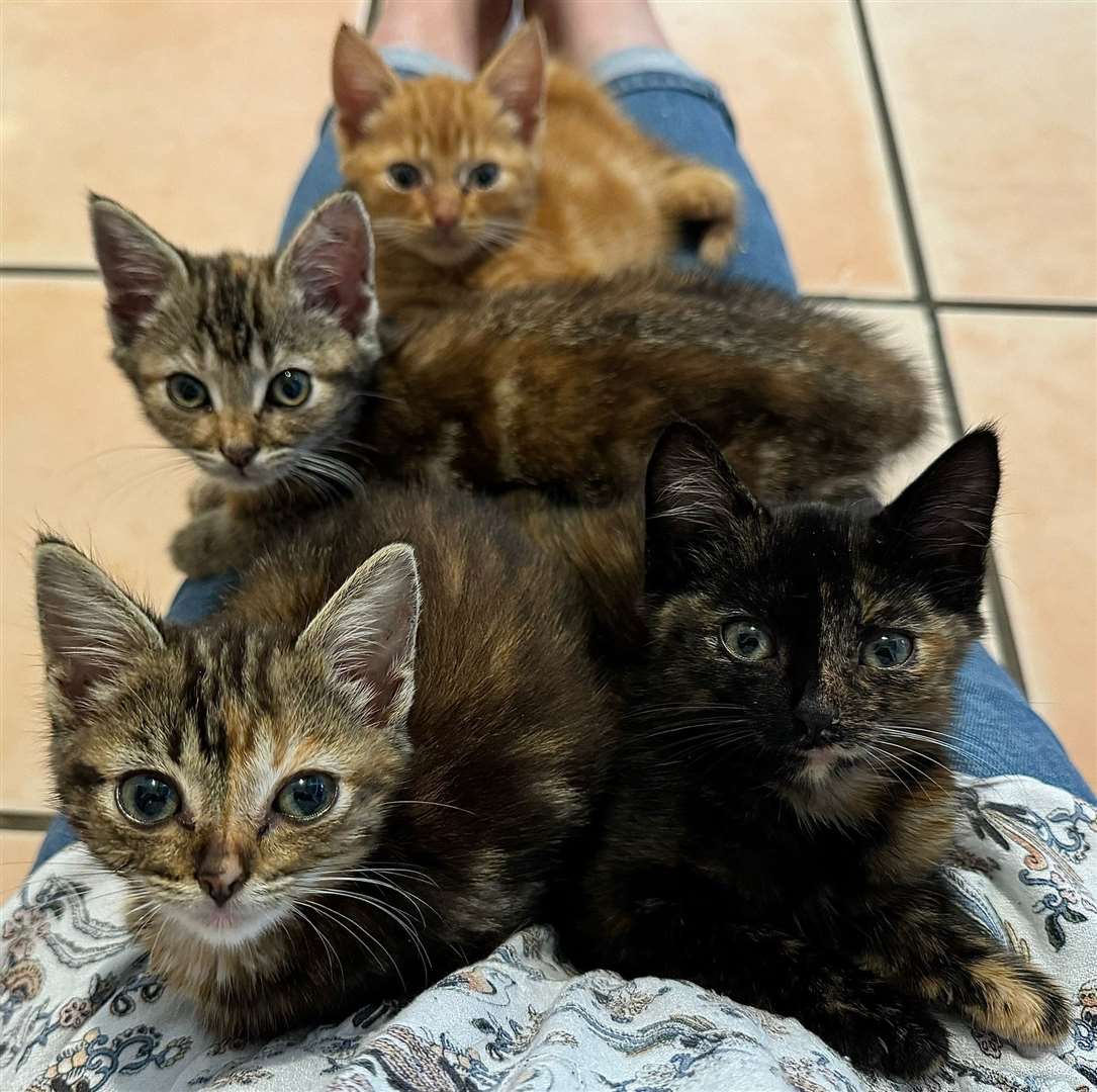 The kittens that were abandoned in the field in Attleborough. Picture submitted