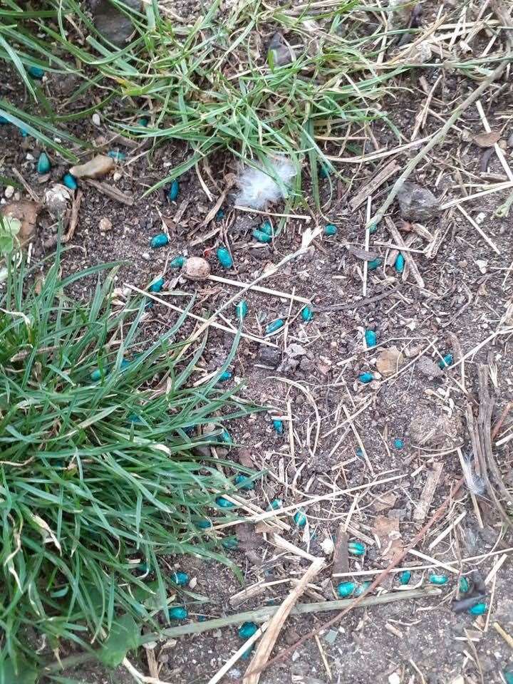 Rat pellets discount