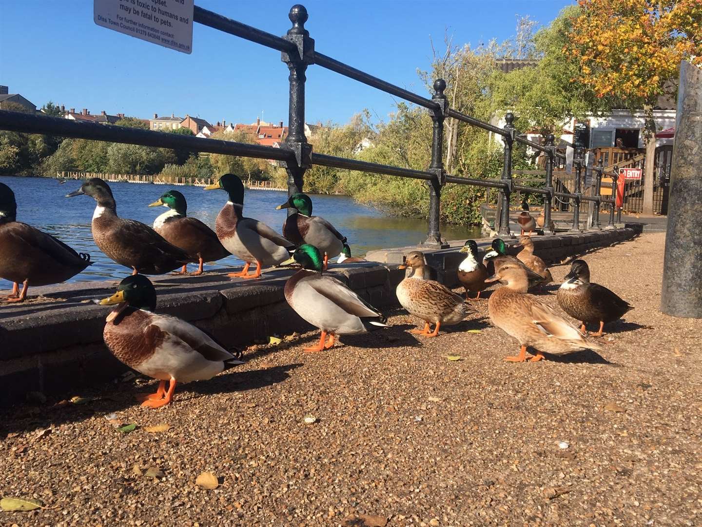 Ducks in Diss. Picture: Chris Morris