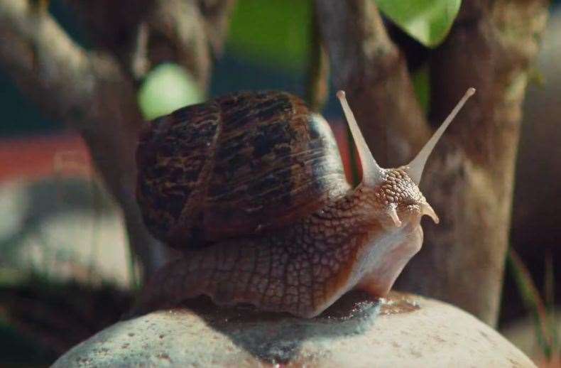 Giant Snail