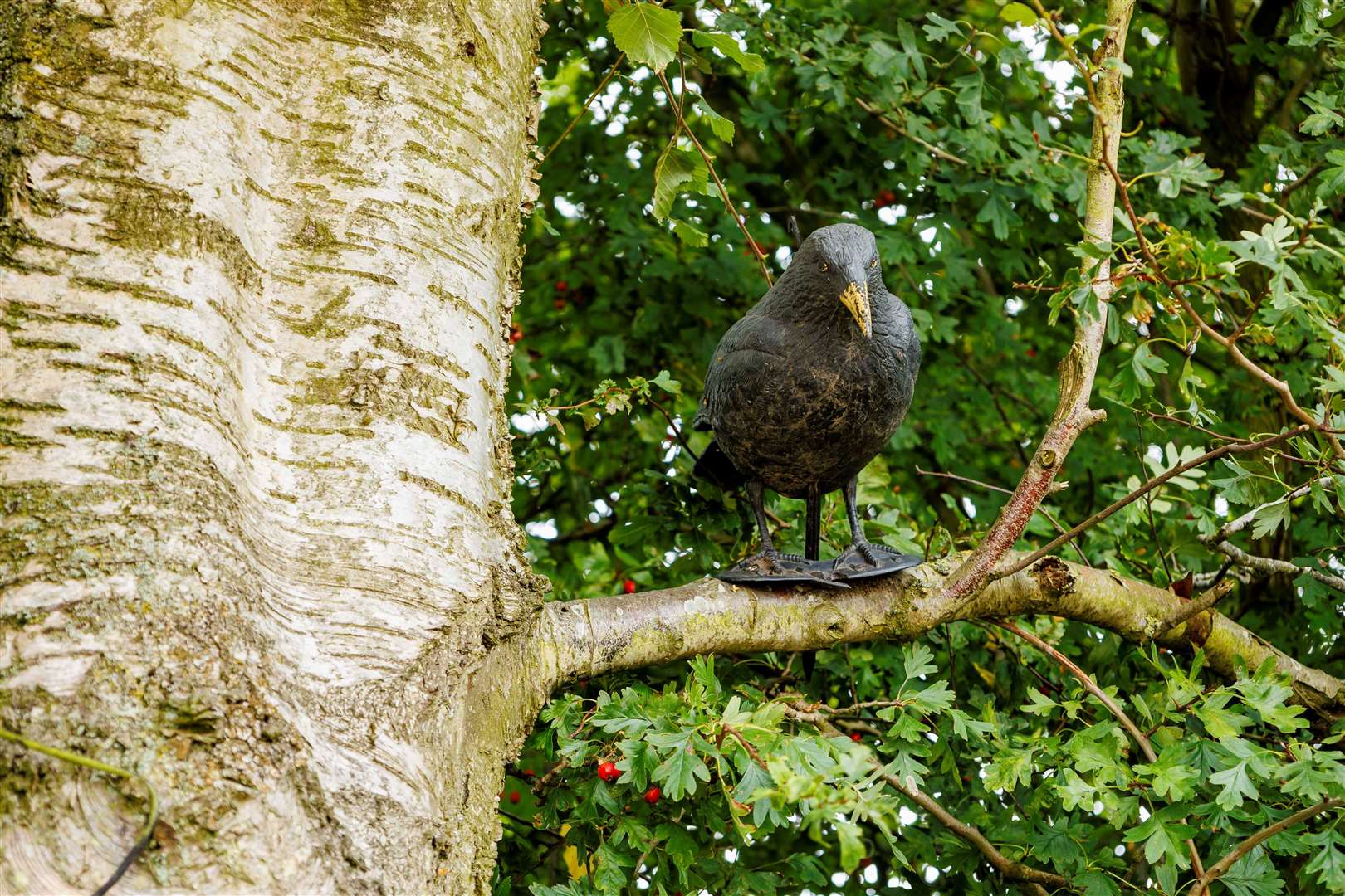 A ‘Bird Banksy’ is putting bird figures up in the village of Rushall next to Vincent’s Garage and no one seems to know who is doing it. Picture: Mark Bullimore