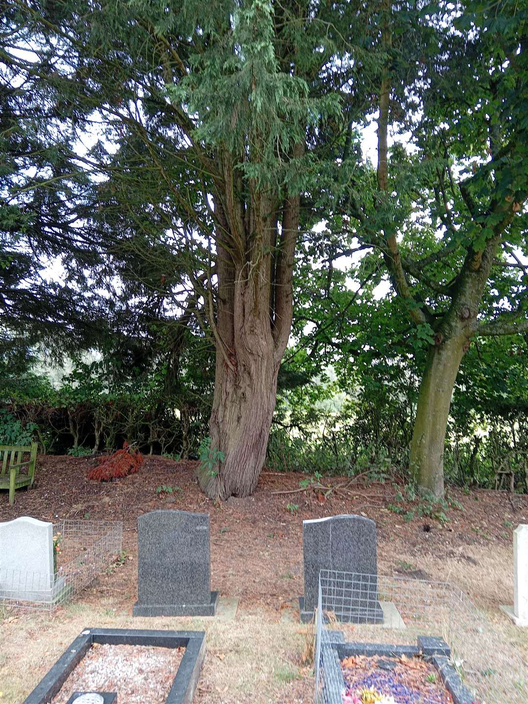 One of the trees set to be chopped down after the Eye Town Council vote. Picture submitted