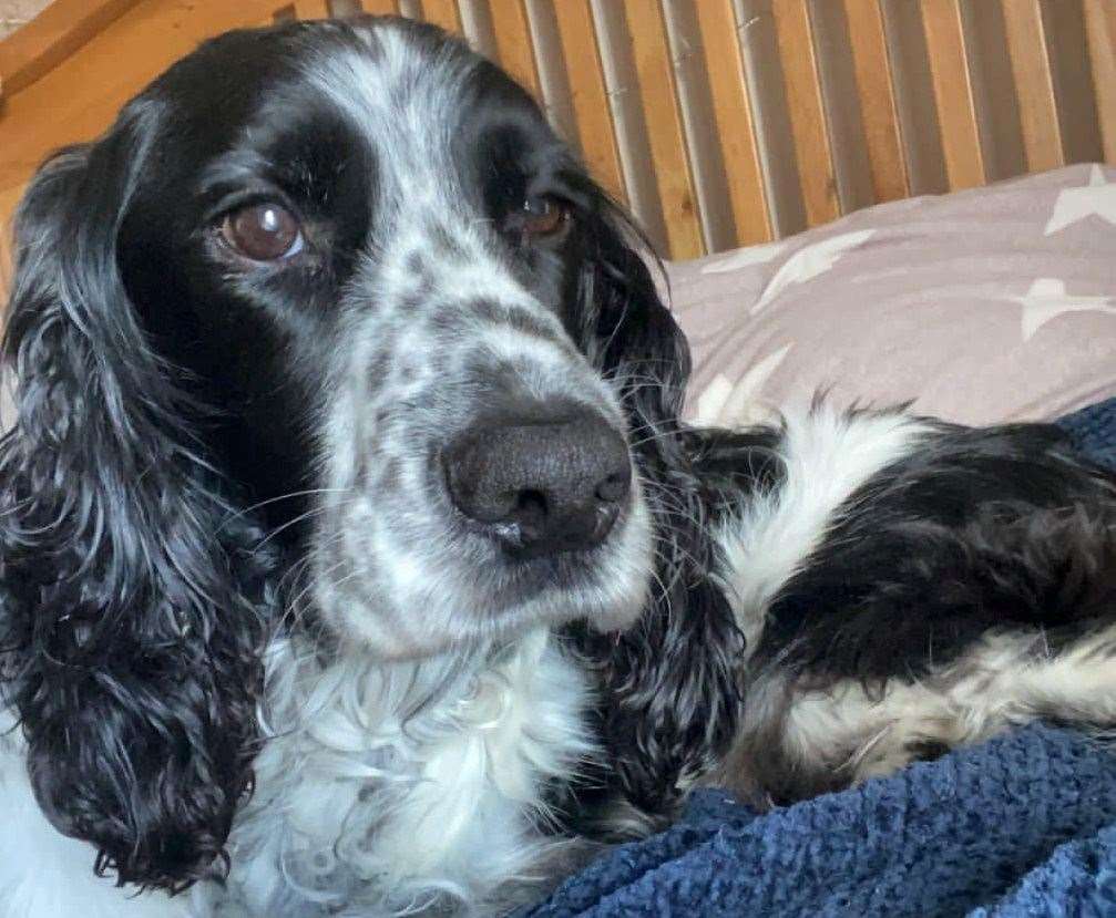 Digby had been missing from his Banham home since April 15, 2023. Picture submitted